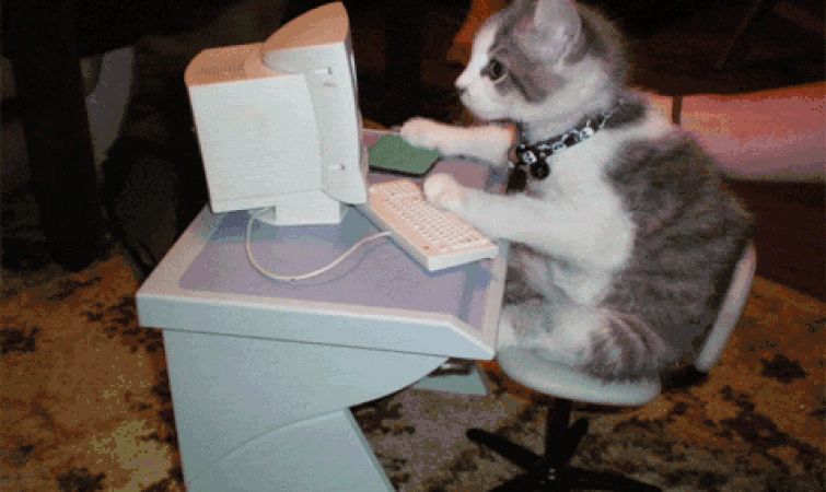cat-typing-8-gap