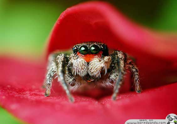 beautiful_spider