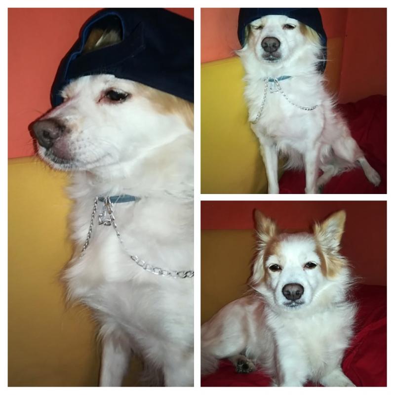 20171111_160435-COLLAGE