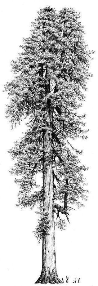 SEQUOIA