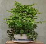 carpino bonsai