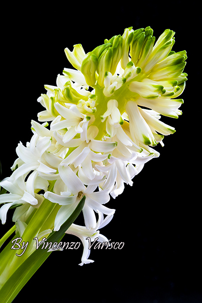 Tantissimi Auguri Grazianaaaaa