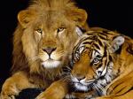 Sfondo-il-leone-e-la-tigre