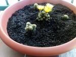 fiore di cactus