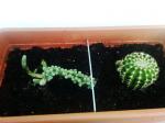 cactus composizione