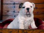 Bulldog Puppy